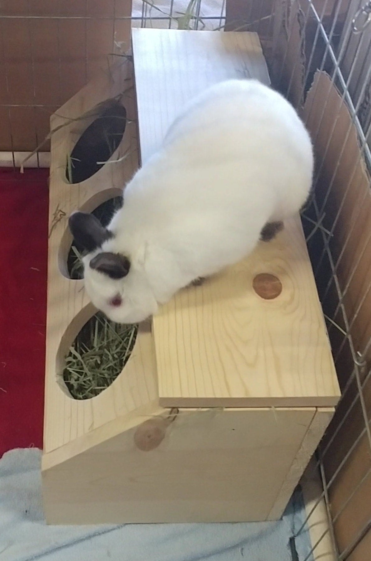 Hay Feed Me